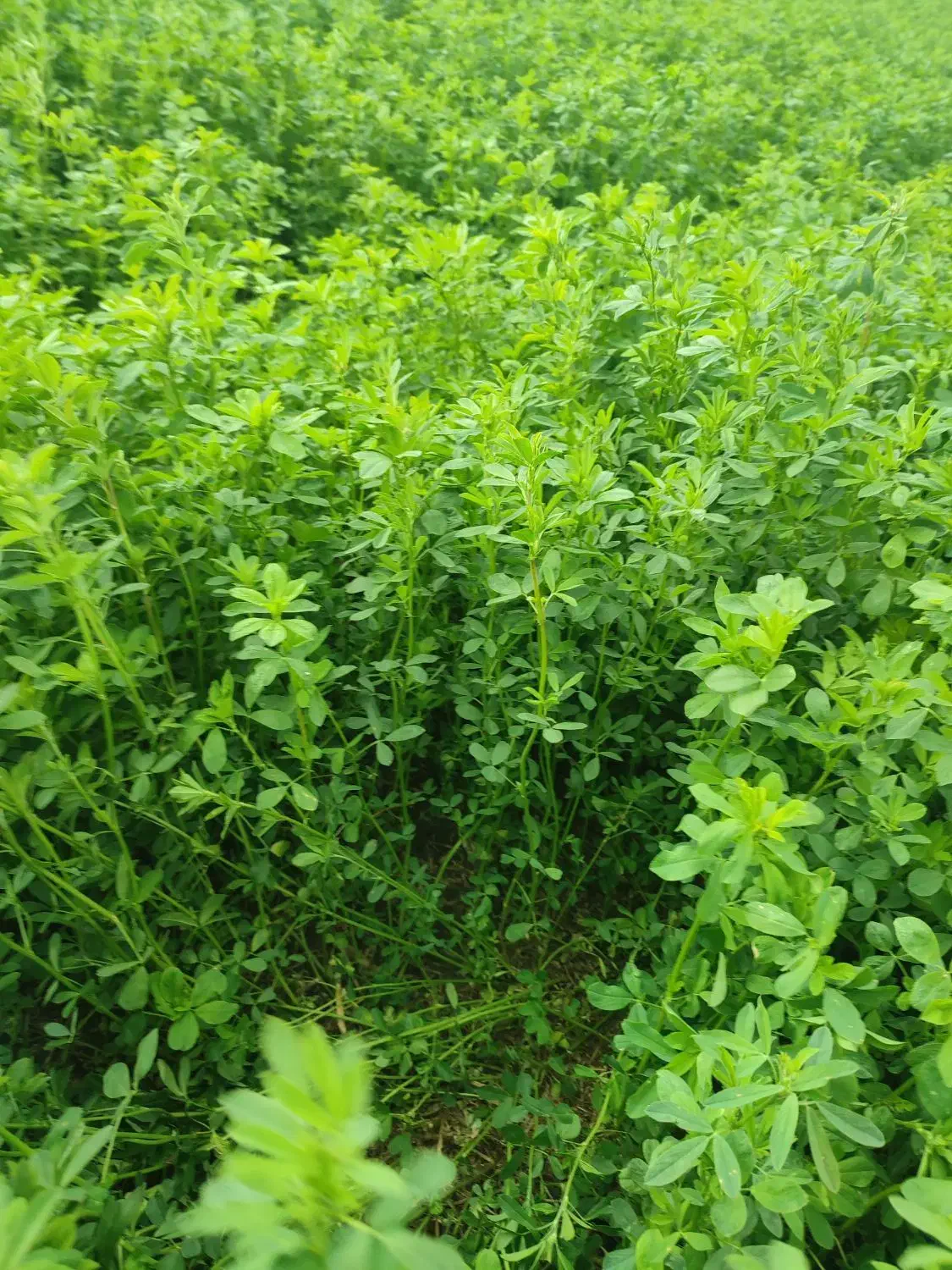 بذریونجه وگندم رقم کلکتور|خدمات باغبانی و درختکاری|بیله سوار, |دیوار