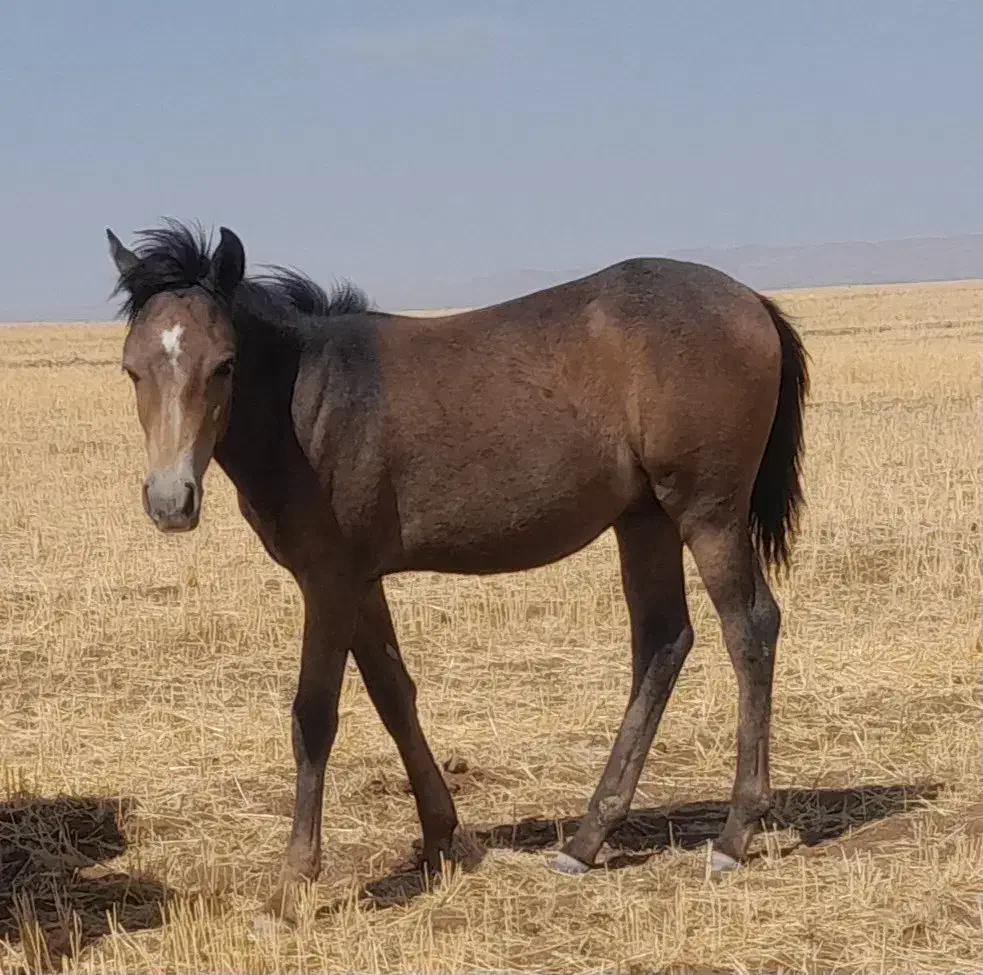 نریان|اسب و تجهیزات اسبسواری|تبریز, |دیوار