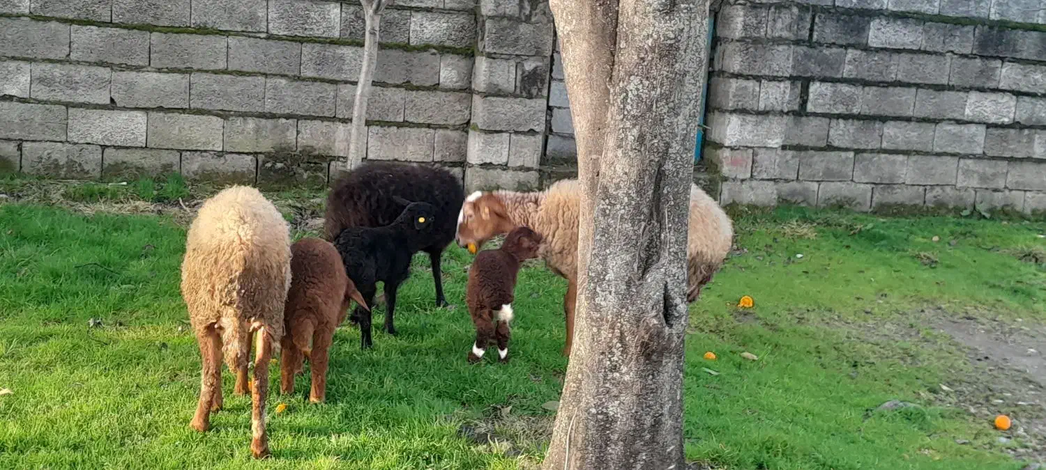 3عدد گوسفند|حیوانات مزرعه|نوشهر, |دیوار