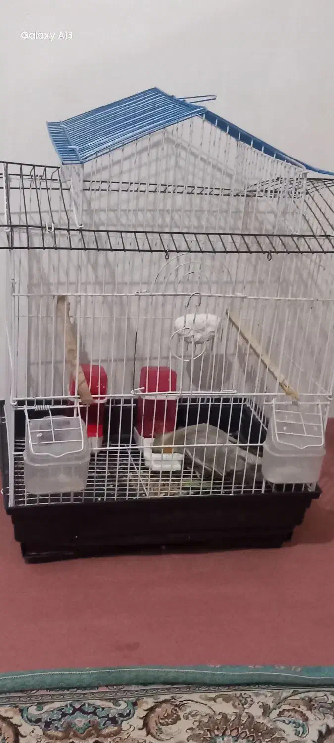 عروس هلندی|پرنده|صفادشت, |دیوار