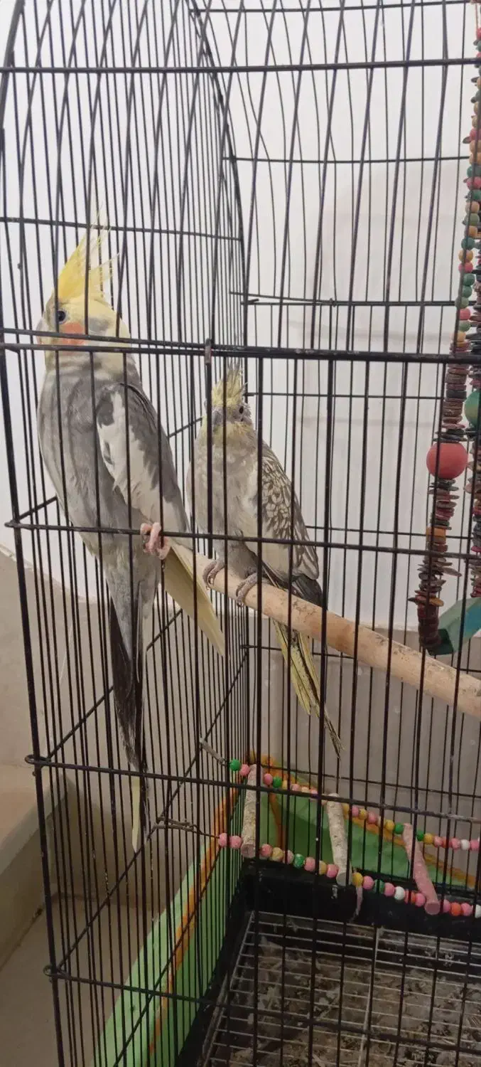 عروس هلندی مولد|پرنده|دلند, |دیوار