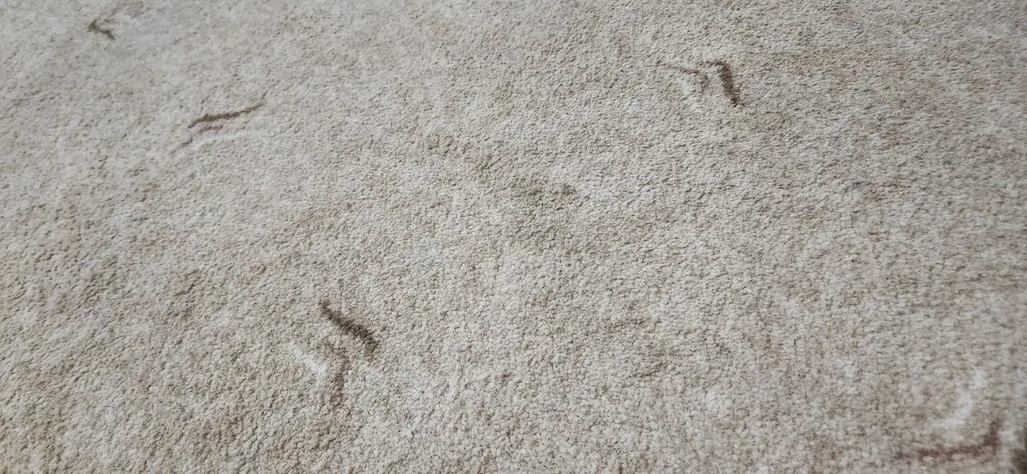 موکت پالاز . پنجاه متر|موکت|بندر ماهشهر, |دیوار