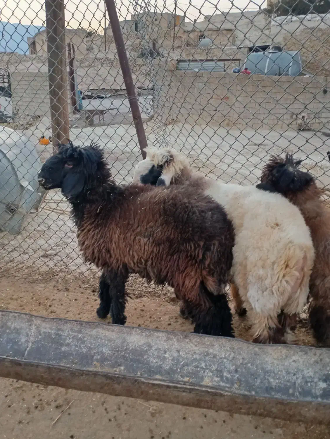 بره قوچی|حیوانات مزرعه|سوق, |دیوار