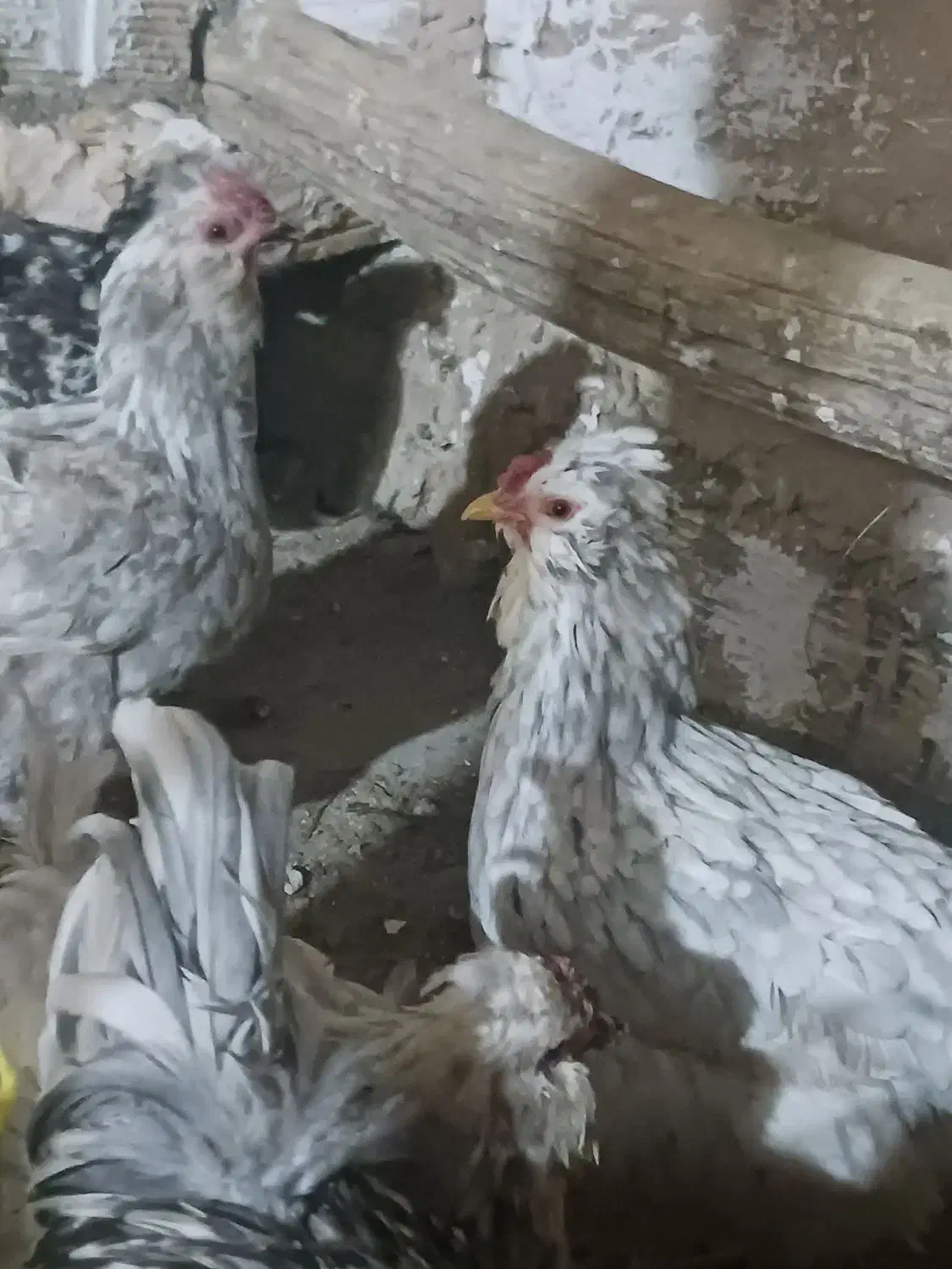 تخم مرغ گلین خال سوزنی و طوسی|حیوانات مزرعه|فرخ‌شهر, |دیوار