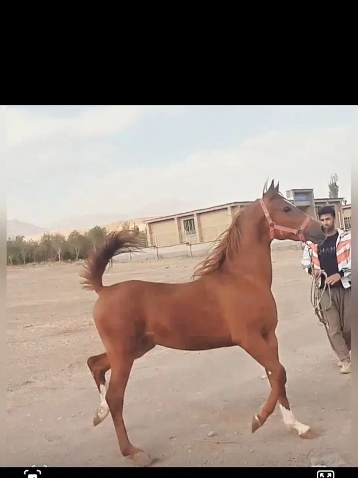 اسب|اسب و تجهیزات اسب‌سواری|کنگاور, |دیوار