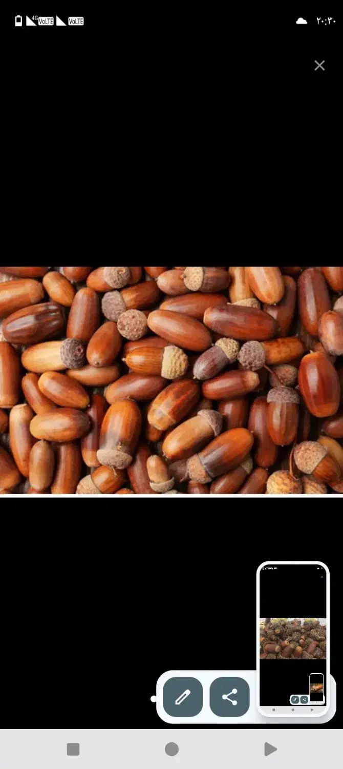 بلوط کوهی درجه یک|خوردنی و آشامیدنی|کرج, شهرک سهرابیه|دیوار