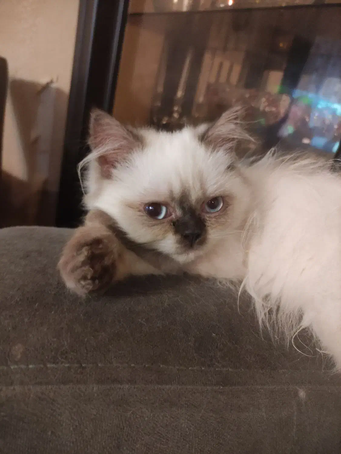 فروش گربه اصیل هیمالین|گربه|بندر انزلی, پرستار|دیوار