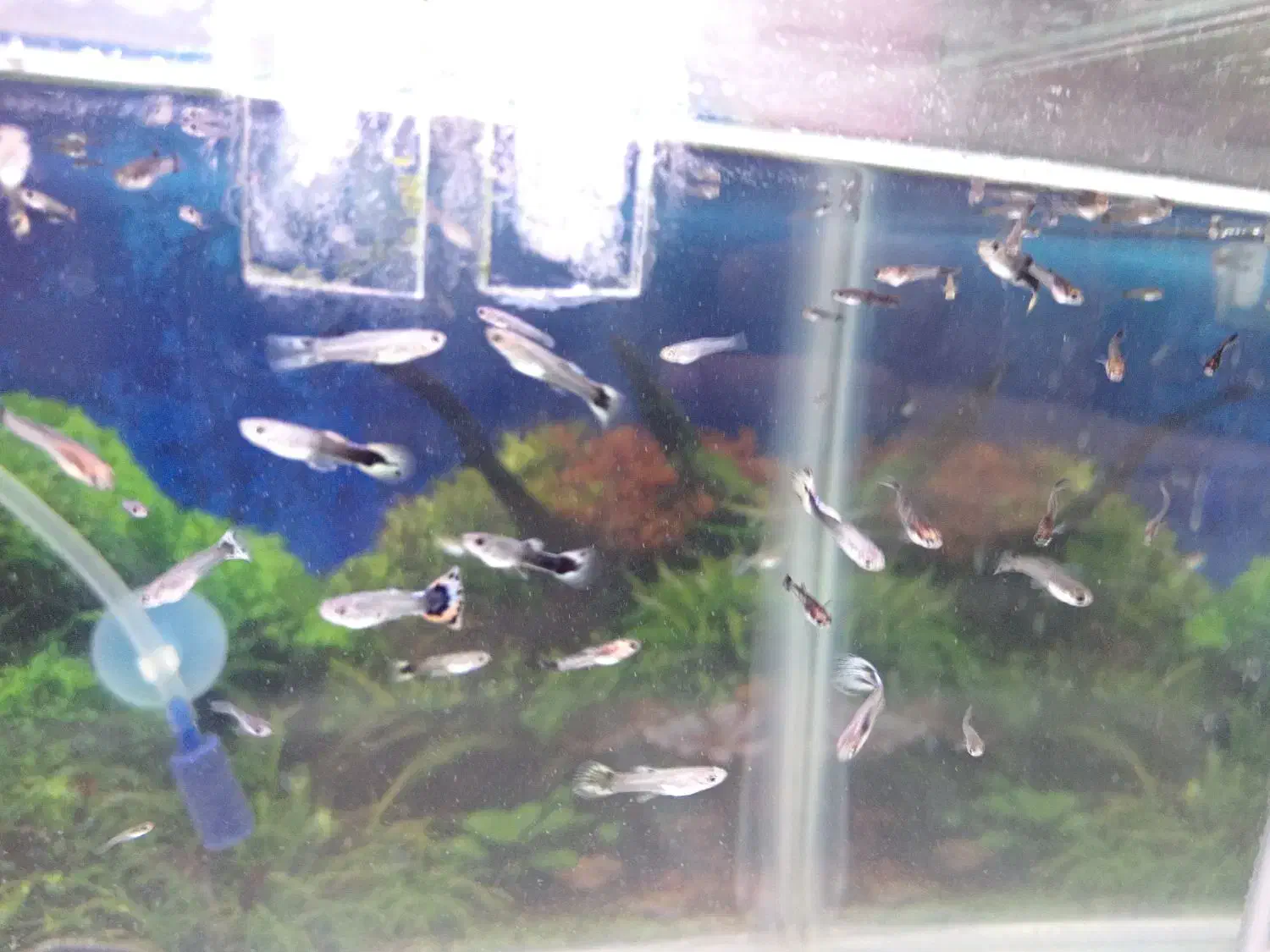 بچه گوپی|ماهی|کازرون, |دیوار