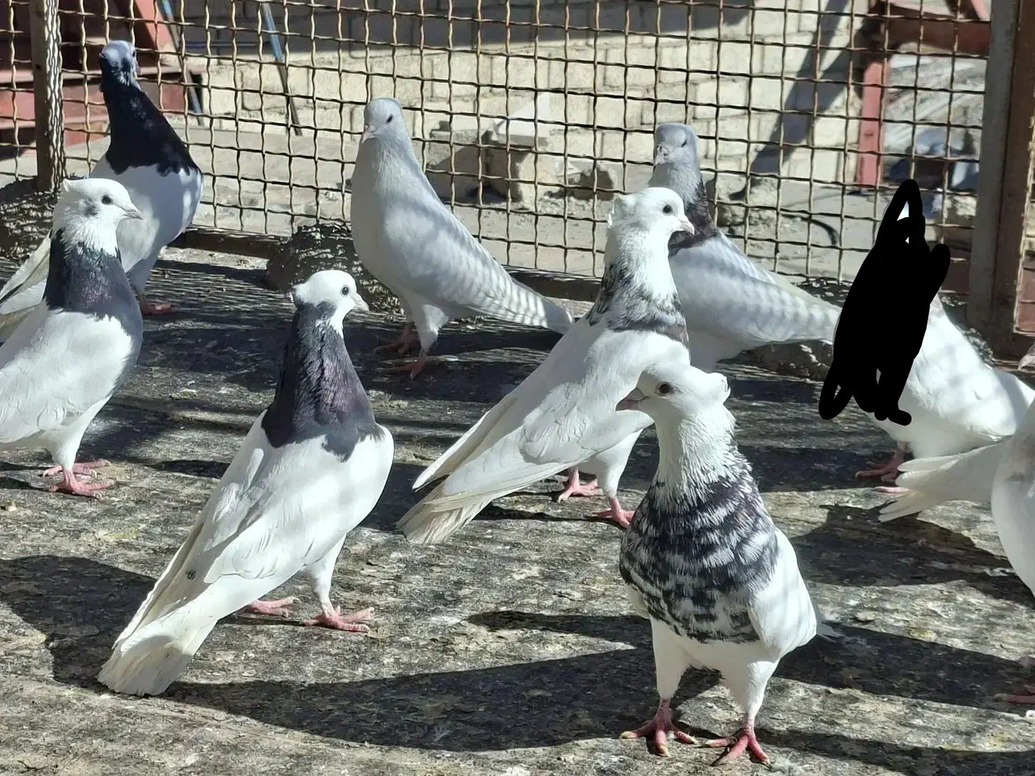 کبوتر طوق|پرنده|مریوان, |دیوار