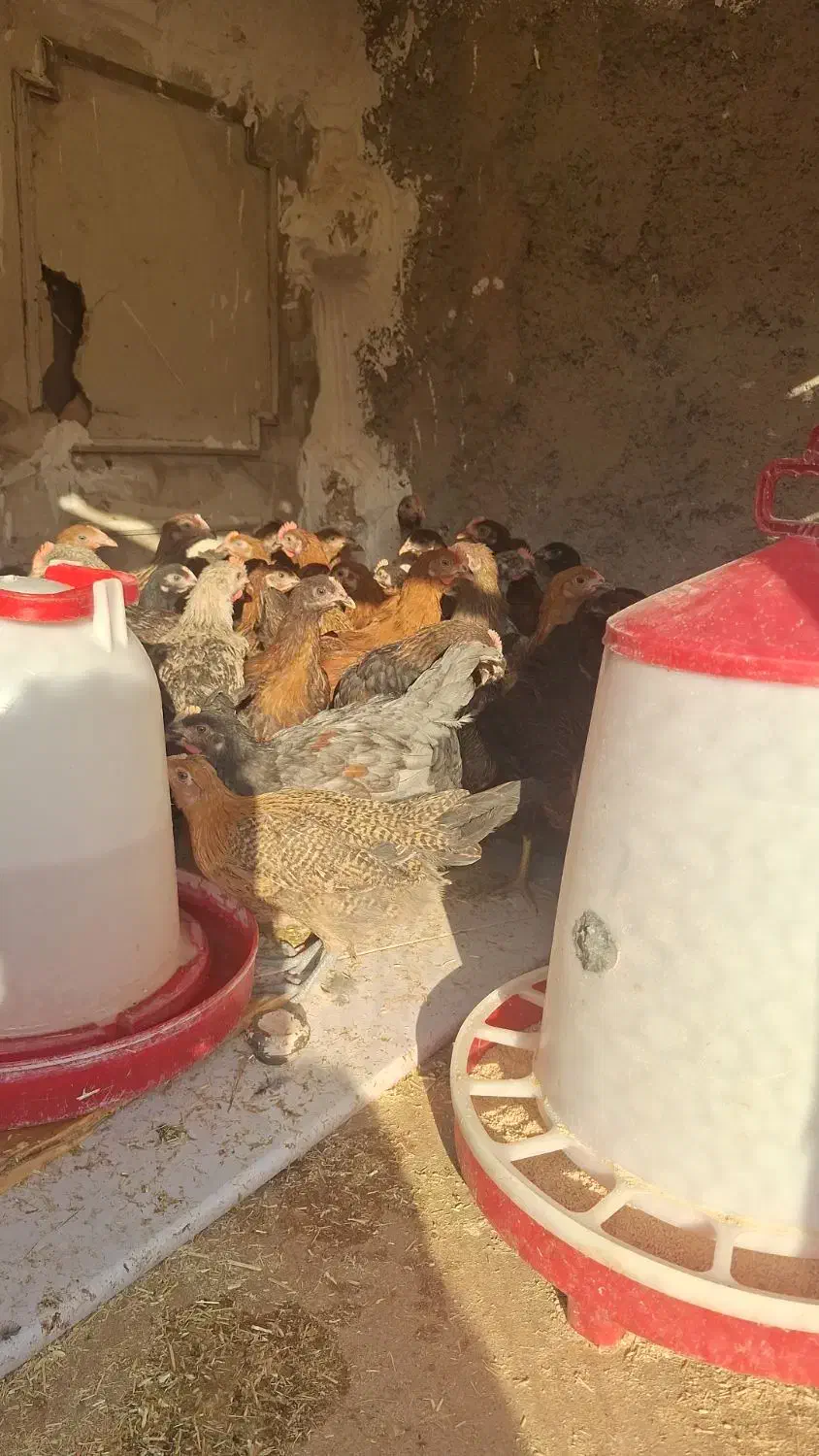 جوجه نیمچه مرغ وخروس جهادی رسمی محلی وگلپایگانی|حیوانات مزرعه|پاکدشت, پاکدشت (مامازند)|دیوار