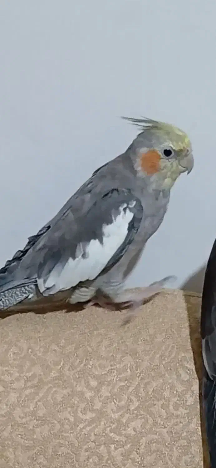 عروس هلندی گمشده|پرنده|شیراز, کیان شهر|دیوار