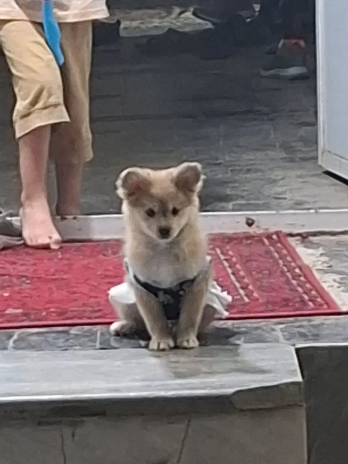 سگ پامر روباهی|سگ|رباط‌کریم, رباط‌کریم|دیوار