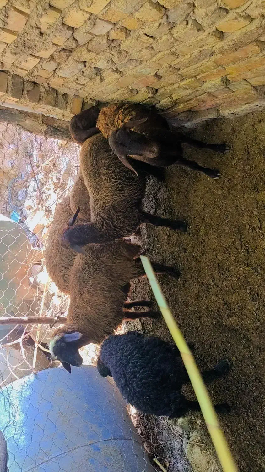 بره گوسفند بزرگ|حیوانات مزرعه|فراغی, |دیوار