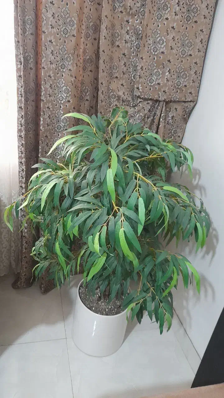 درختچه مصنوعی|گل مصنوعی|پیشوا, |دیوار