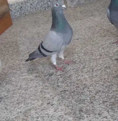 دوبر ماده.|حیوانات|اردبیل, |دیوار