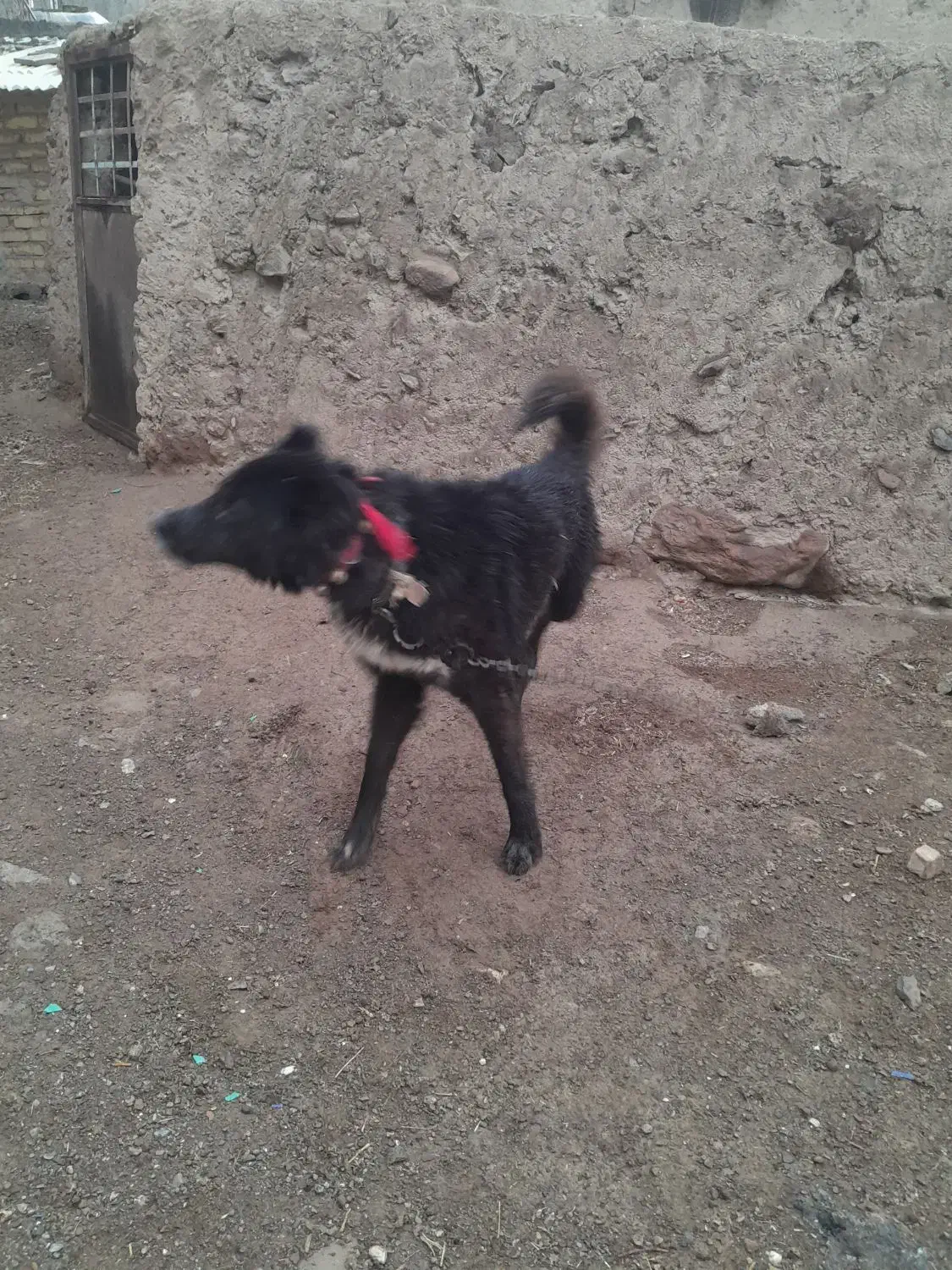 سگ قدریجونی|سگ|خمین, |دیوار