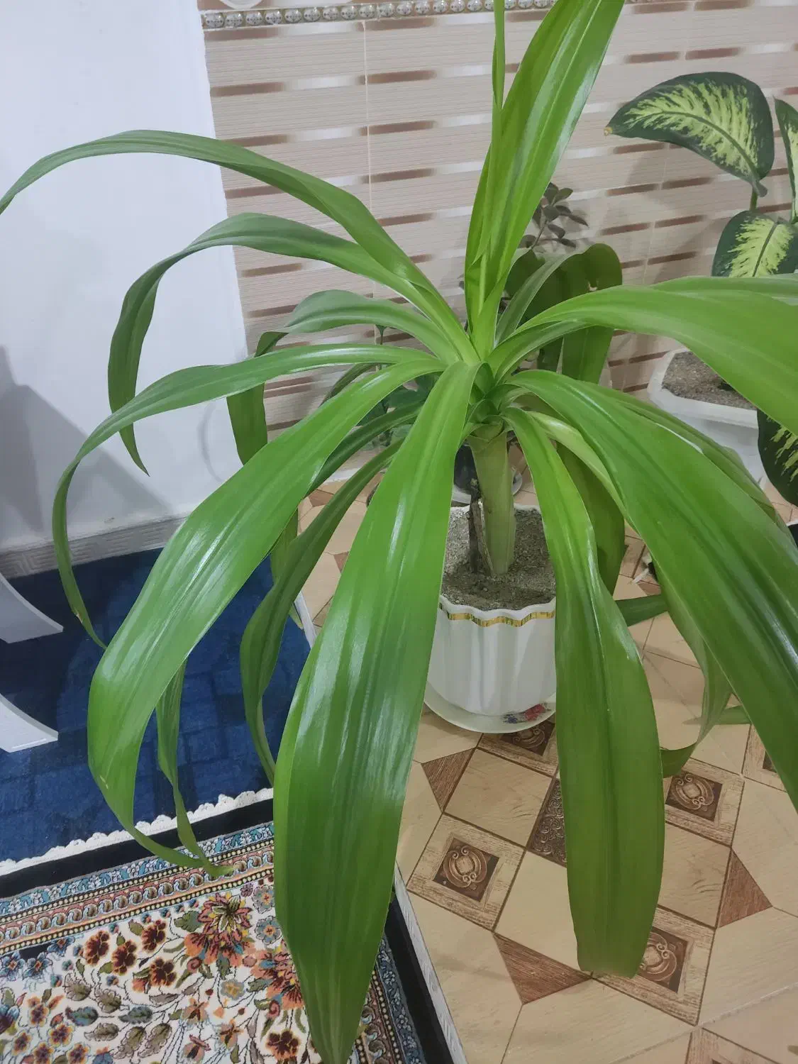 گل زیبا|گل و گیاه طبیعی|میلاجرد, |دیوار