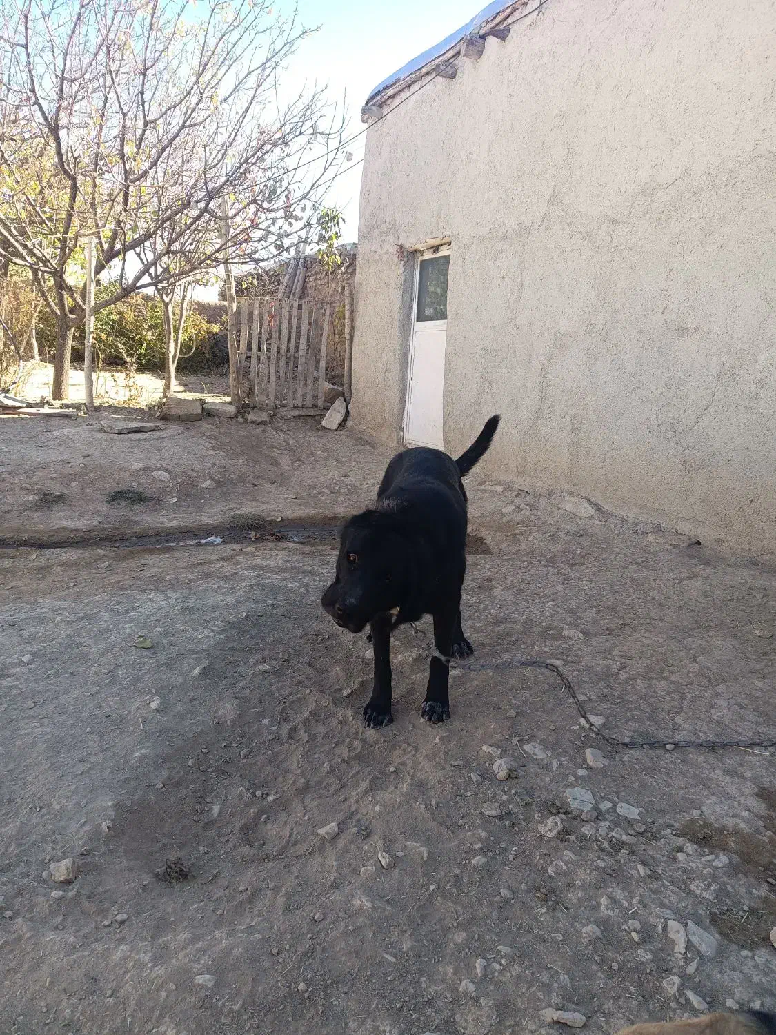 سگ ماده|سگ|سردرود, |دیوار