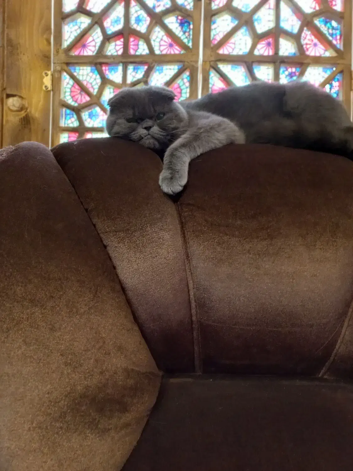 گربه اسکاتیش فولد|گربه|گرگان, |دیوار