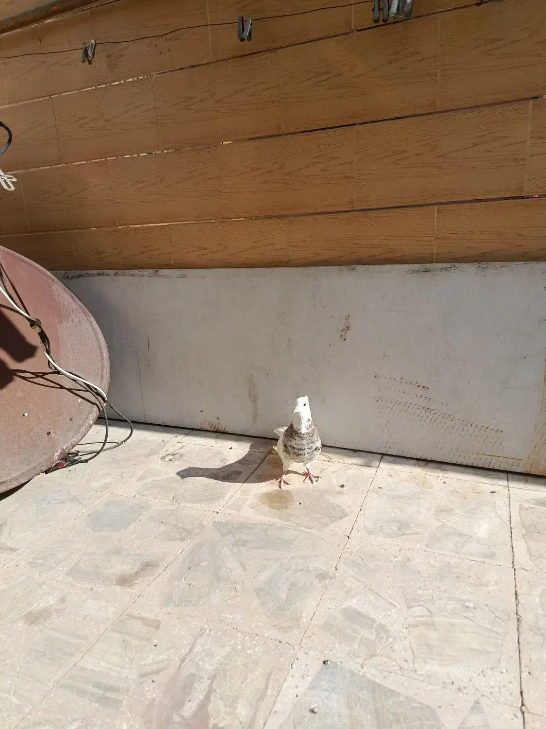 پرنده|پرنده|مرودشت, بیست متری بیمارستان|دیوار