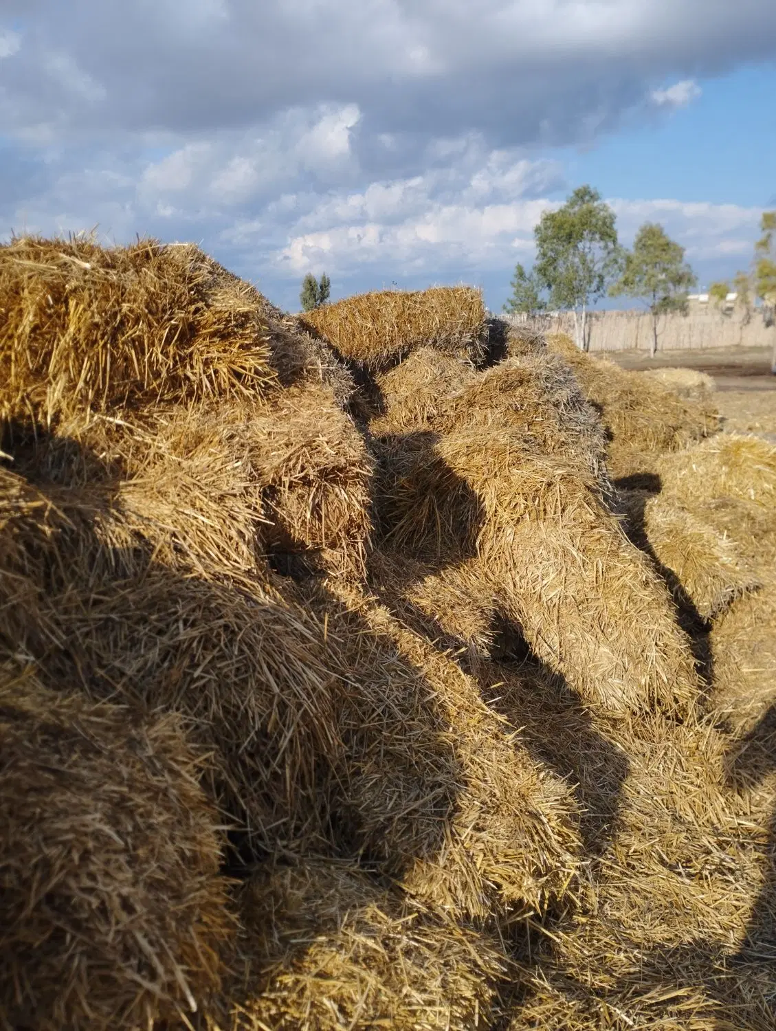 کاه|لوازم جانبی حیوانات|گنبد کاووس, |دیوار