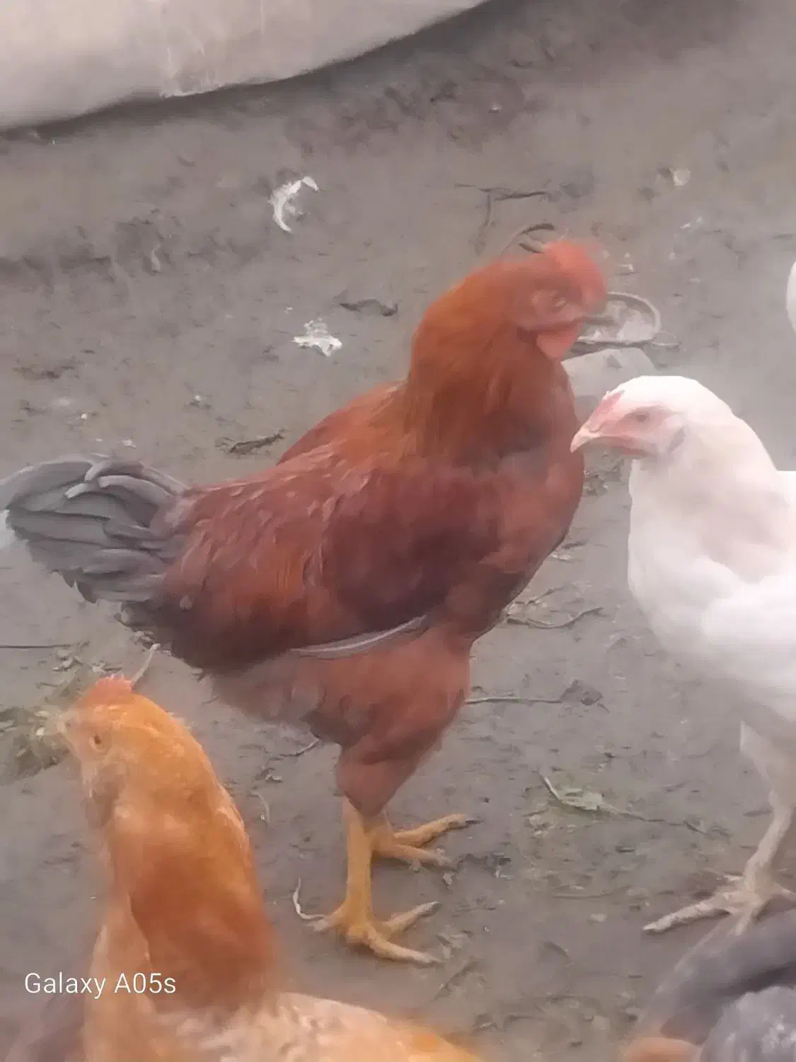 جوجه خروس|حیوانات مزرعه|نیشابور, دهنو|دیوار