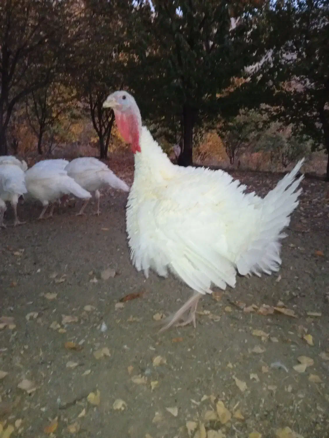 فروش بوقلمون|حیوانات مزرعه|سنندج, |دیوار