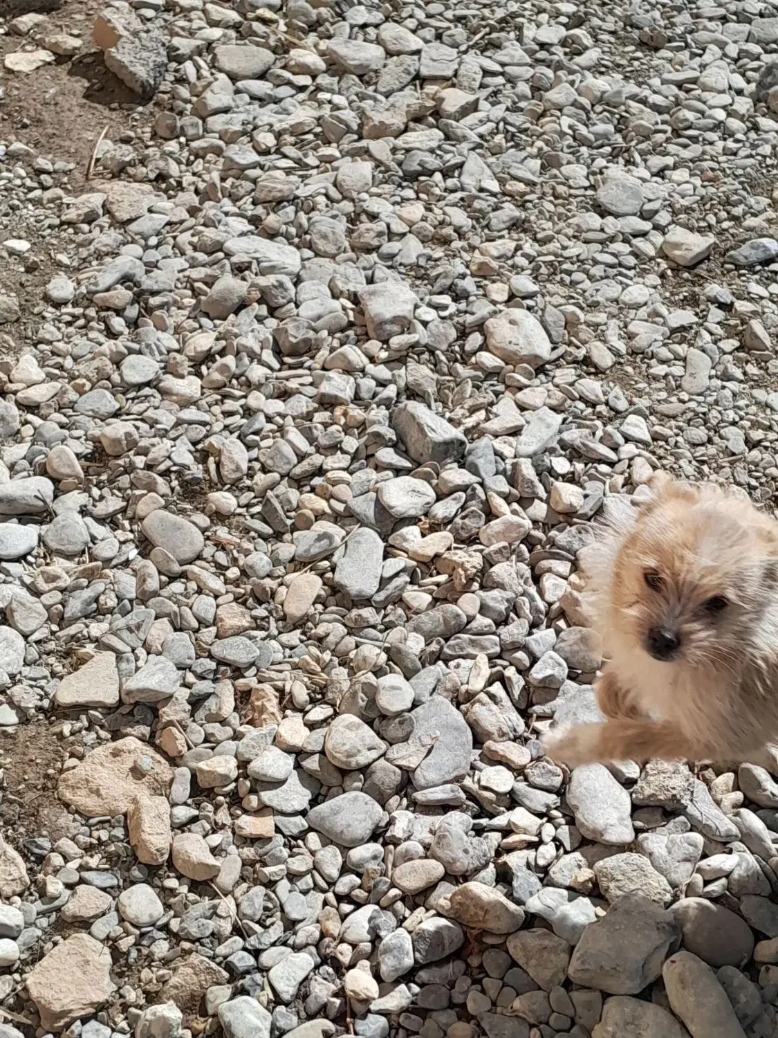 سگ پاکوتاه|سگ|اراک, |دیوار