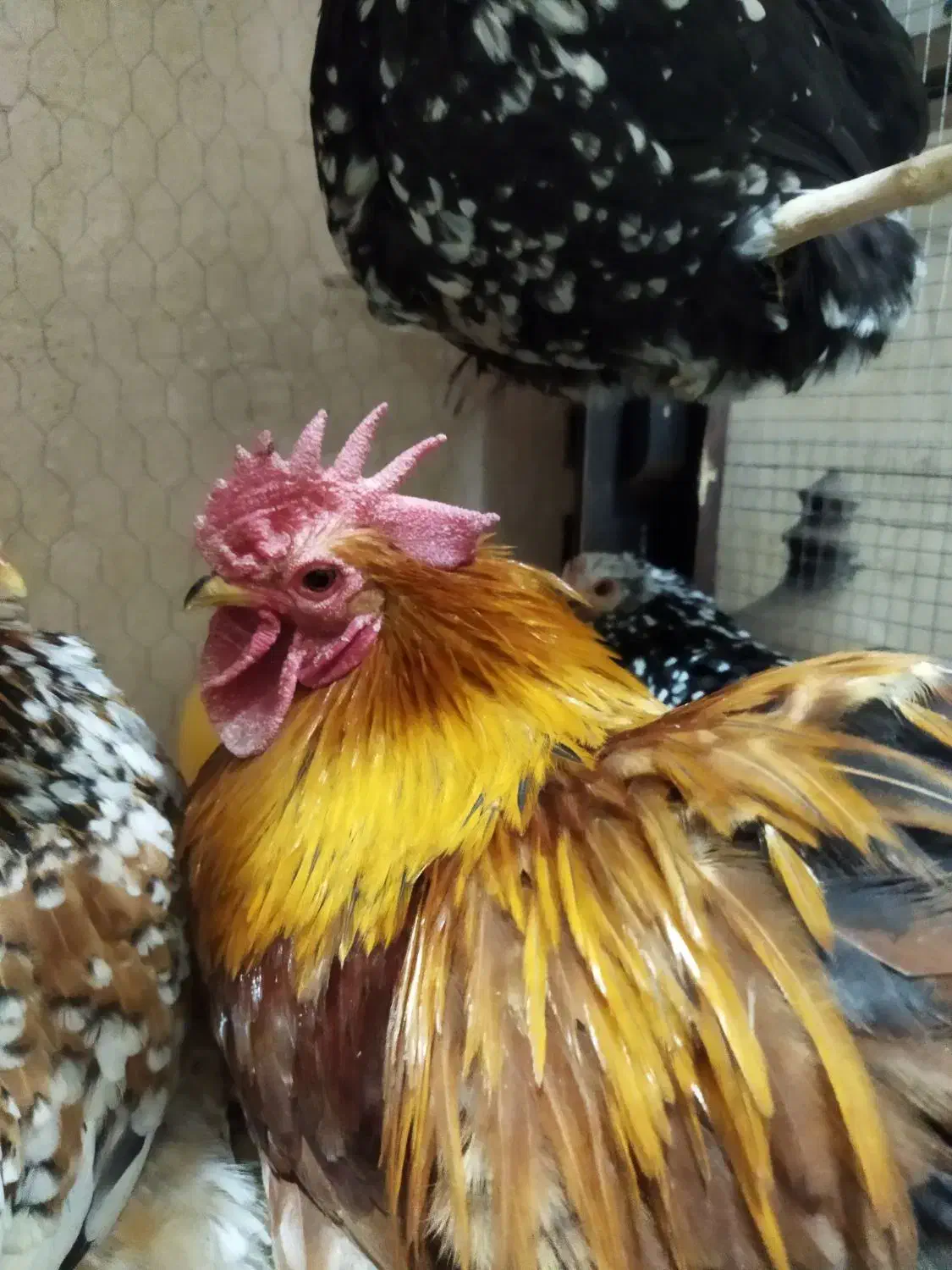 مرغ و خروس کوشین|حیوانات مزرعه|کاشمر, |دیوار