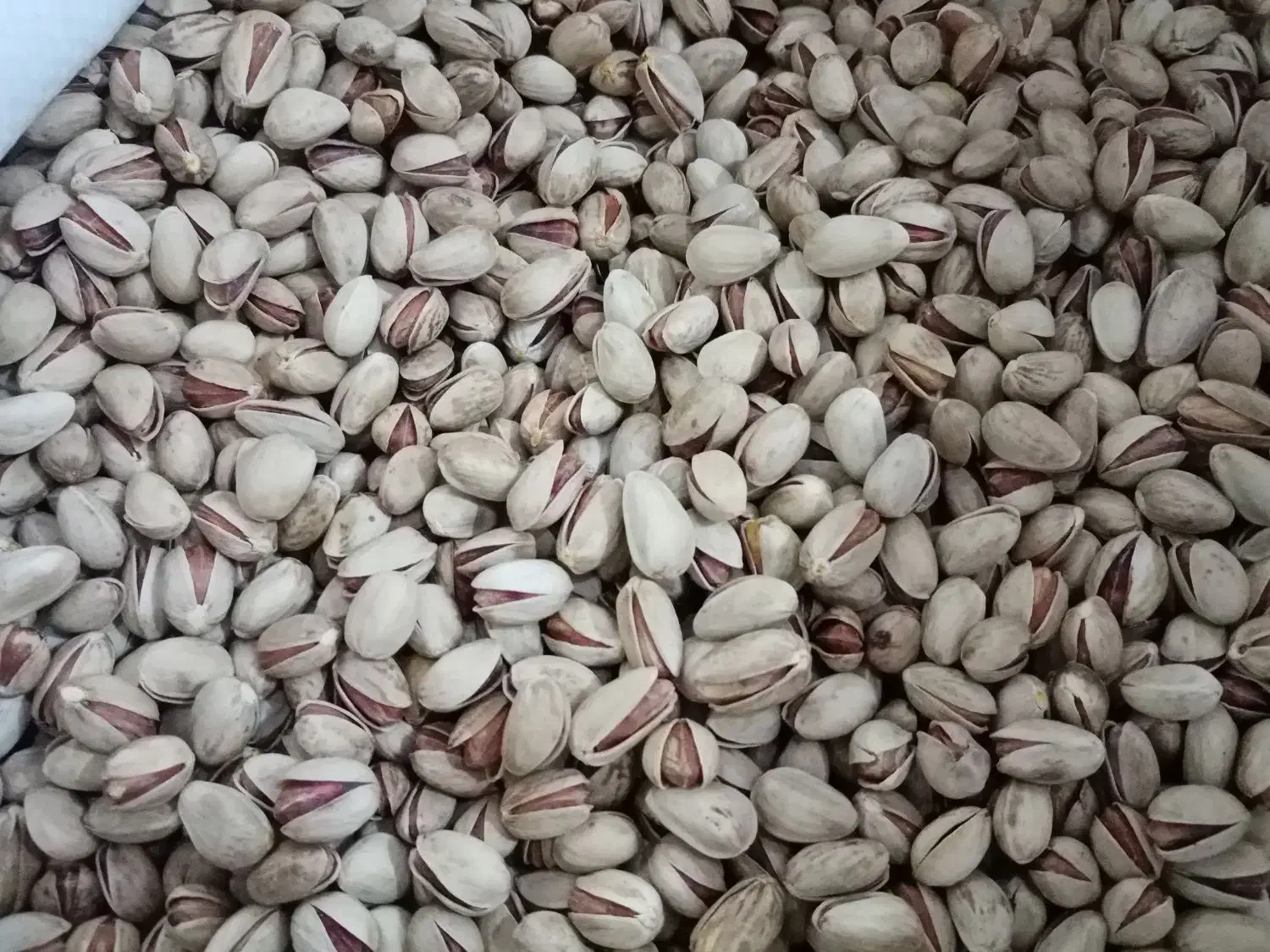 خشکبار|خوردنی و آشامیدنی|سرایان, |دیوار