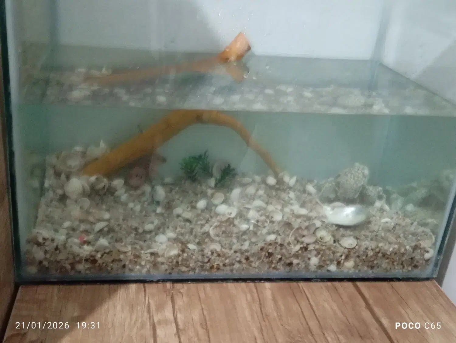 اکواریم|ماهی|نظرآباد, مسکن مهر نظرآباد|دیوار