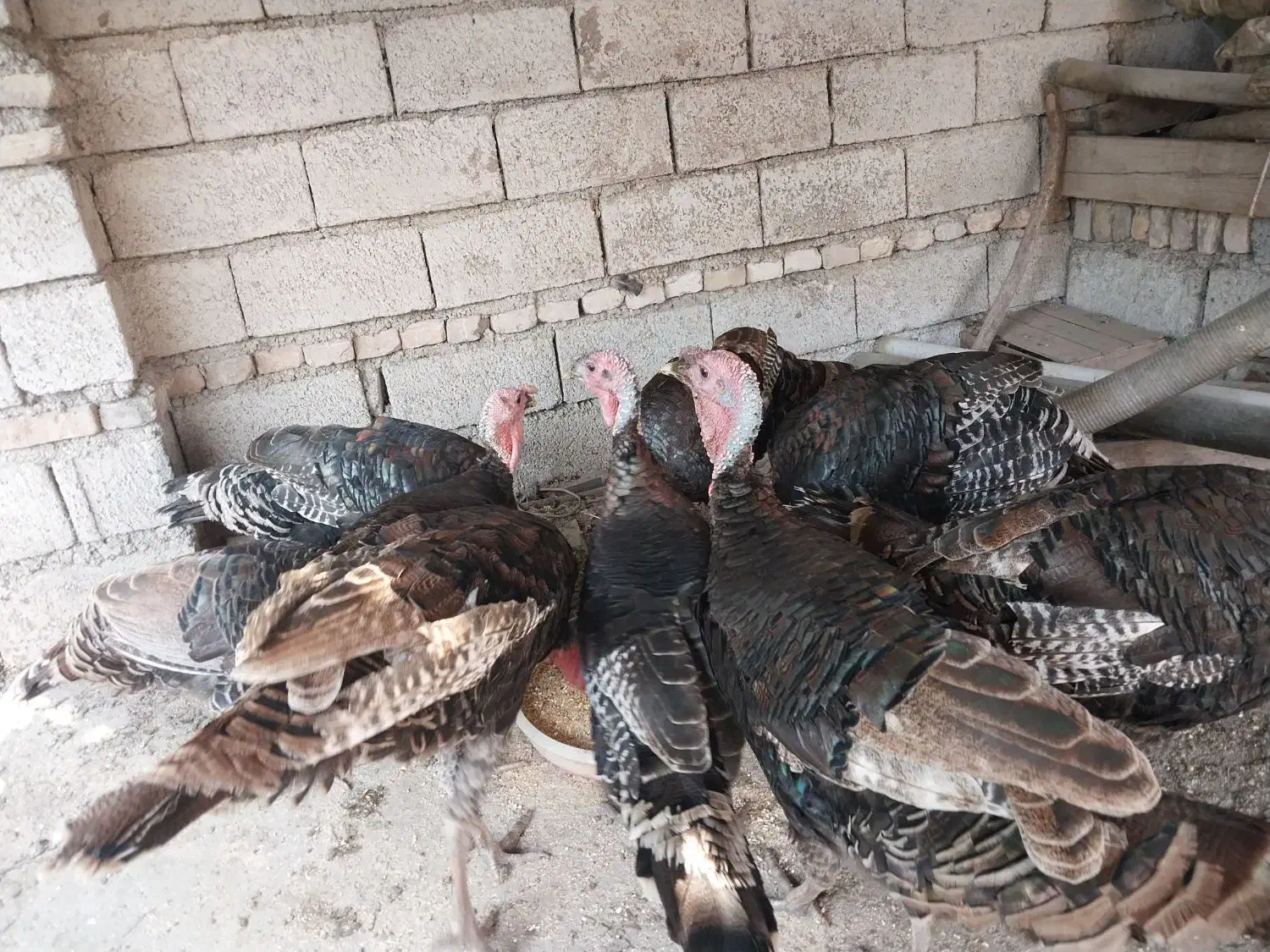 بوقلمون نر برنز سنگین وزن|حیوانات مزرعه|ساری, |دیوار