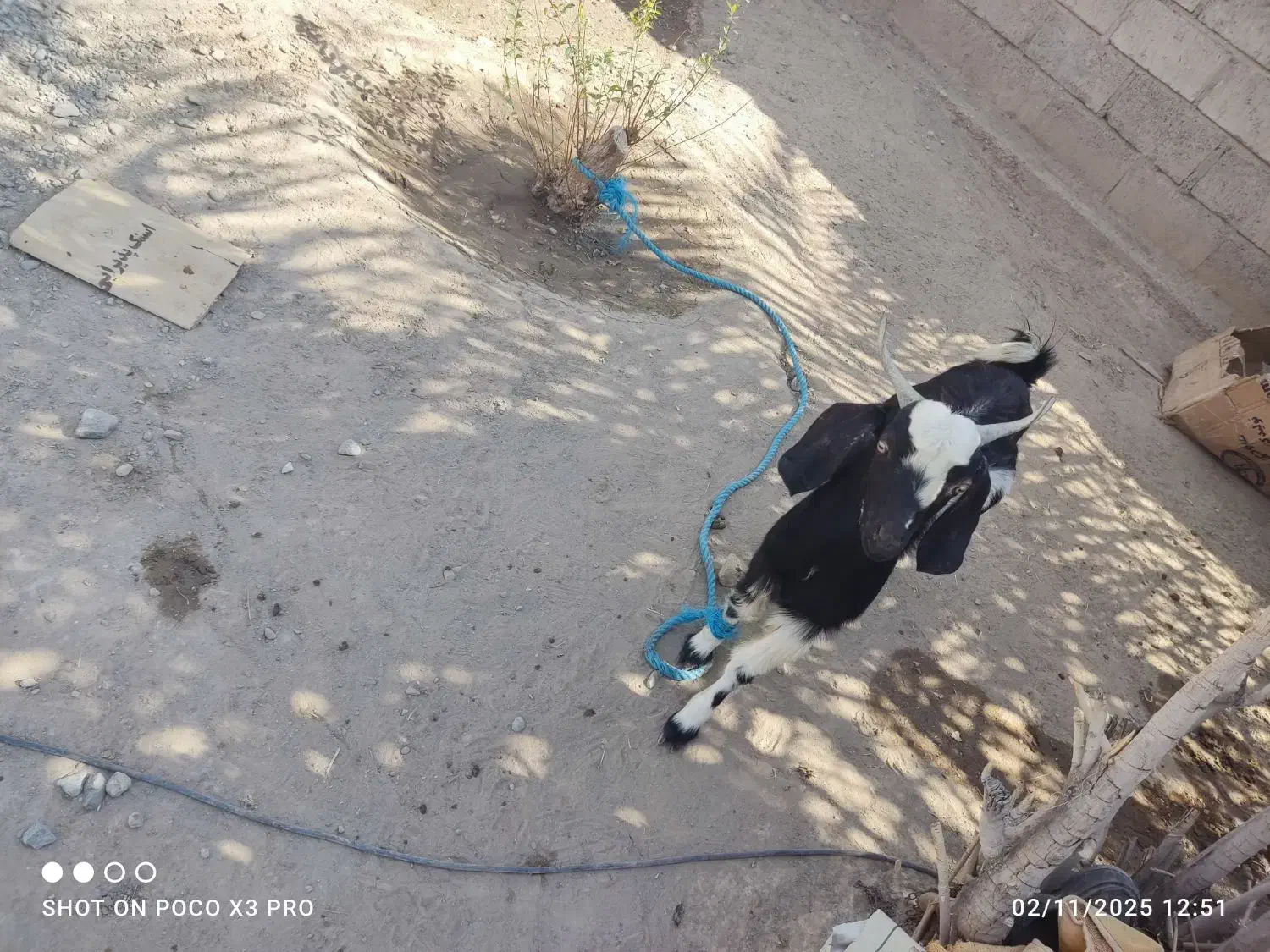 بز نر|حیوانات مزرعه|قلعه گنج, |دیوار