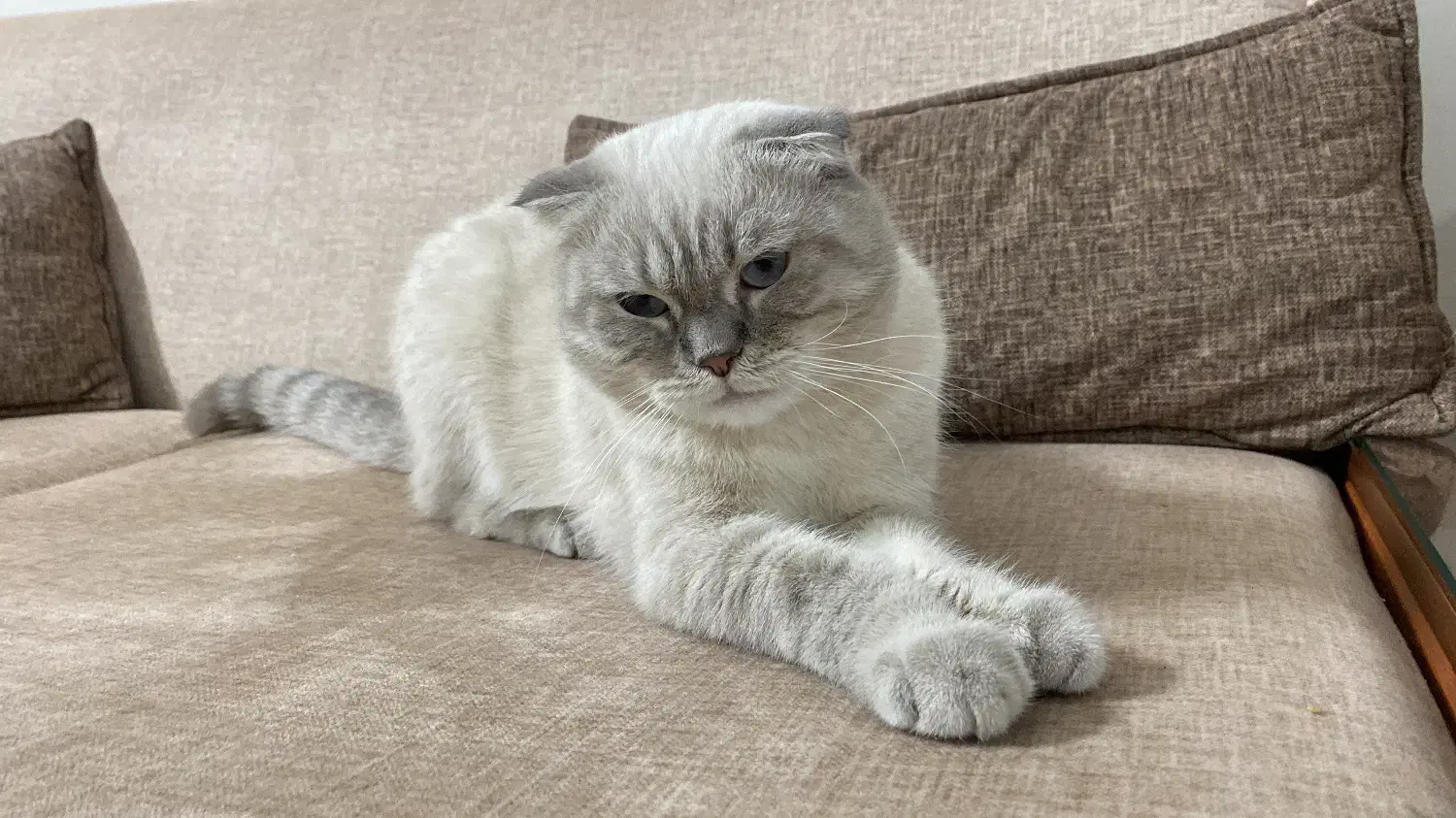 اسکاتیش فولد سیلور فوری|گربه|تهران, زاهد گیلانی|دیوار