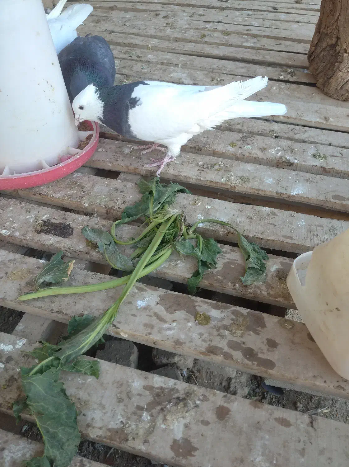 کبوتر طوقی|پرنده|جوین, |دیوار