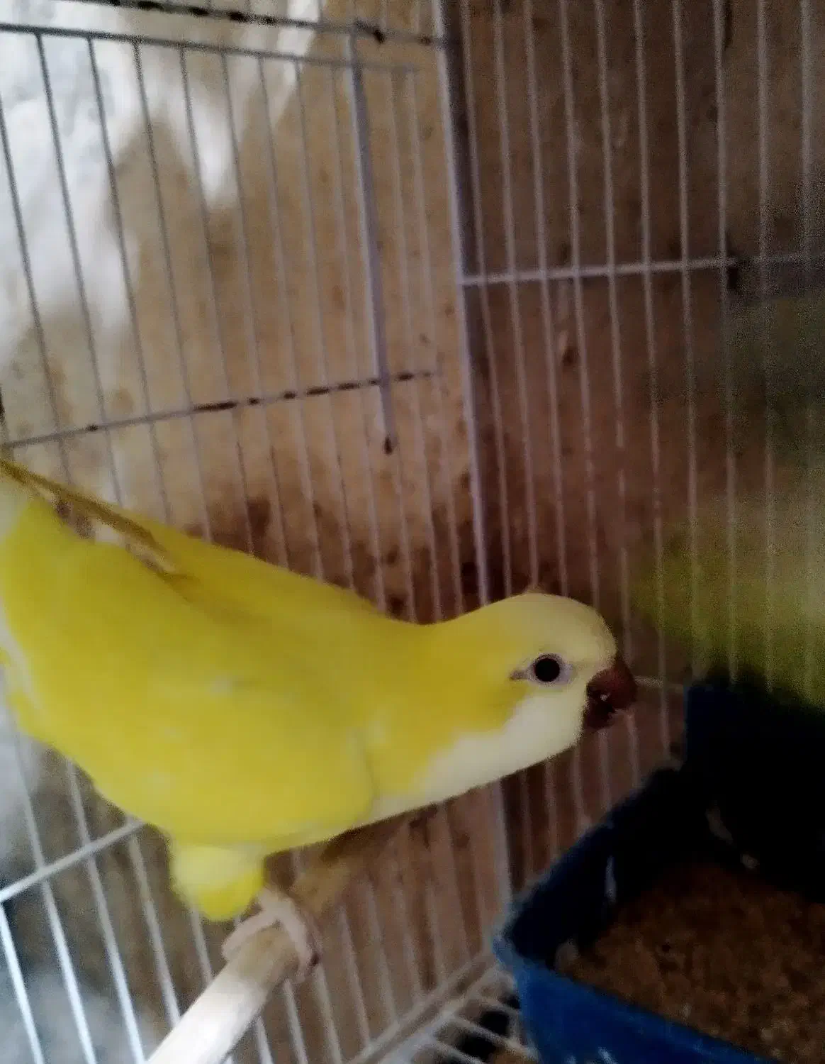 راهب زرد 2ساله با تست|پرنده|ارطه, |دیوار