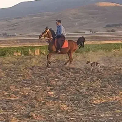 مادیان کرد|اسب و تجهیزات اسبسواری|ماهیدشت, |دیوار