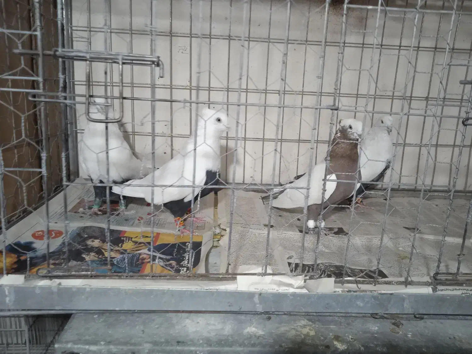 دم رنگی|پرنده|شیراز, شهرک گلستان|دیوار