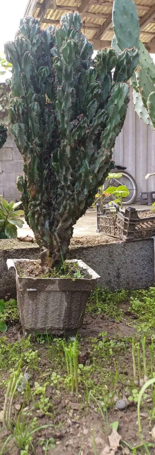 گل صخره ای آستانه اشرفیه|گل و گیاه طبیعی|آستانه اشرفیه, |دیوار