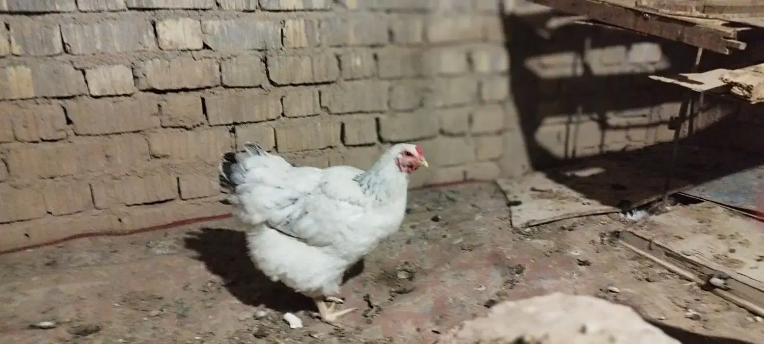 تخم مرغ برهما|حیوانات مزرعه|شیراز, شهرک صادقیه|دیوار