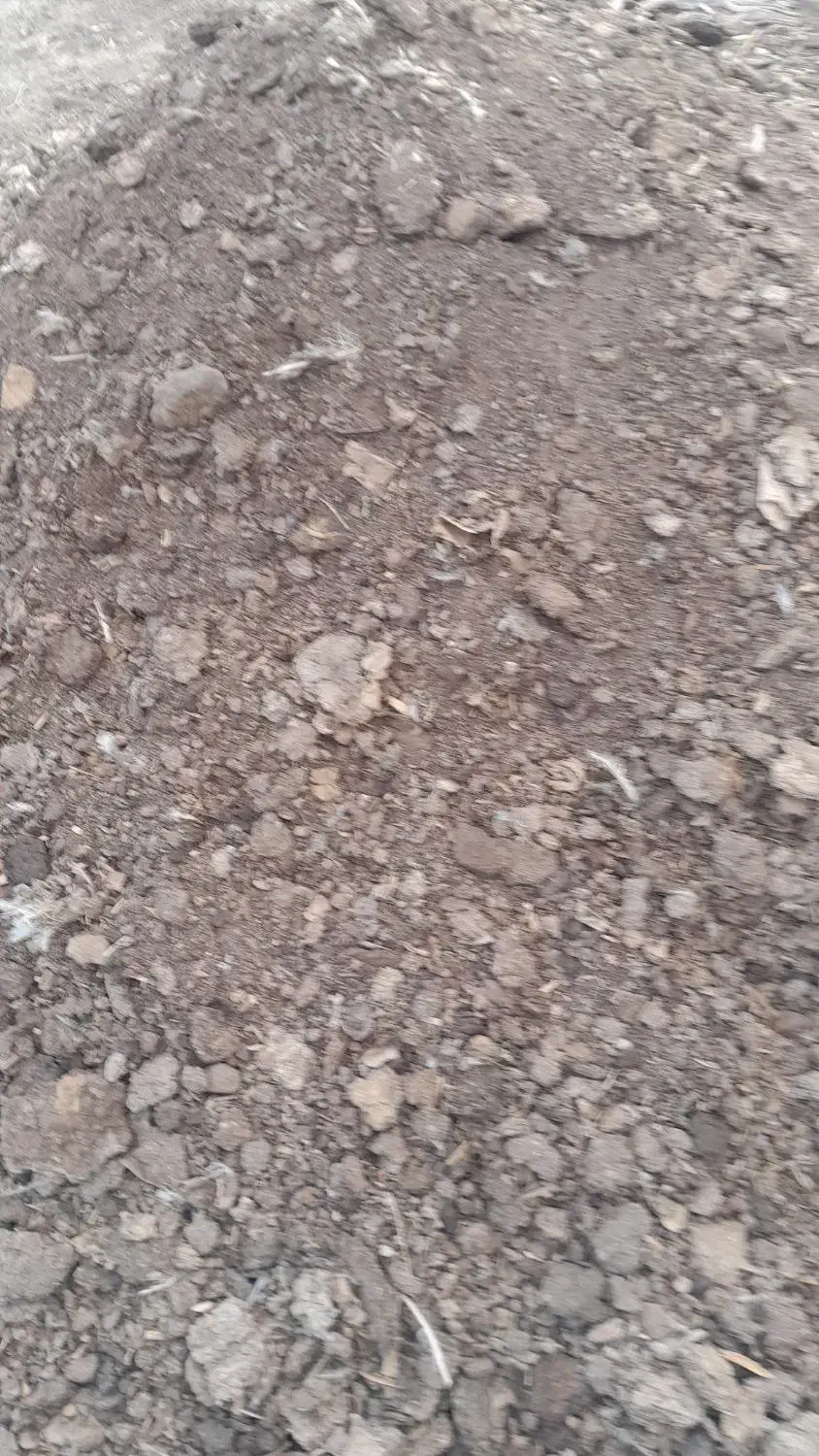 کودمرغ گوشتی تقریبایک تن خورده ای|حیوانات مزرعه|جوین, |دیوار