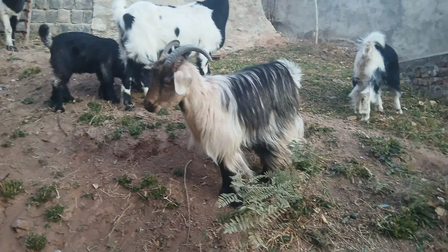 بزغاله چاق|حیوانات مزرعه|آبعلی, |دیوار