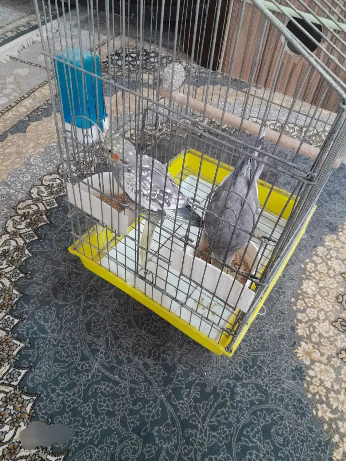 عروسهلندی|پرنده|میانه, |دیوار