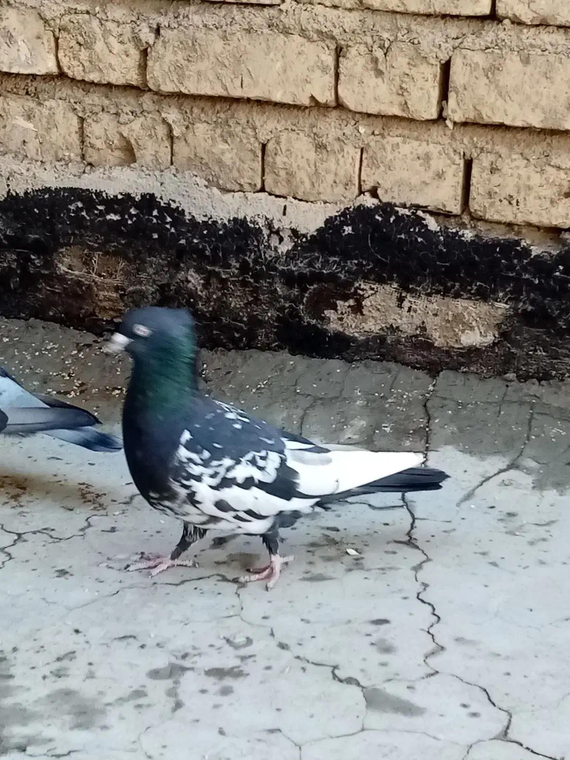 فروش دو جفت کفتر پلاکی و بهبهانی|پرنده|شیراز, کوشک میدان|دیوار