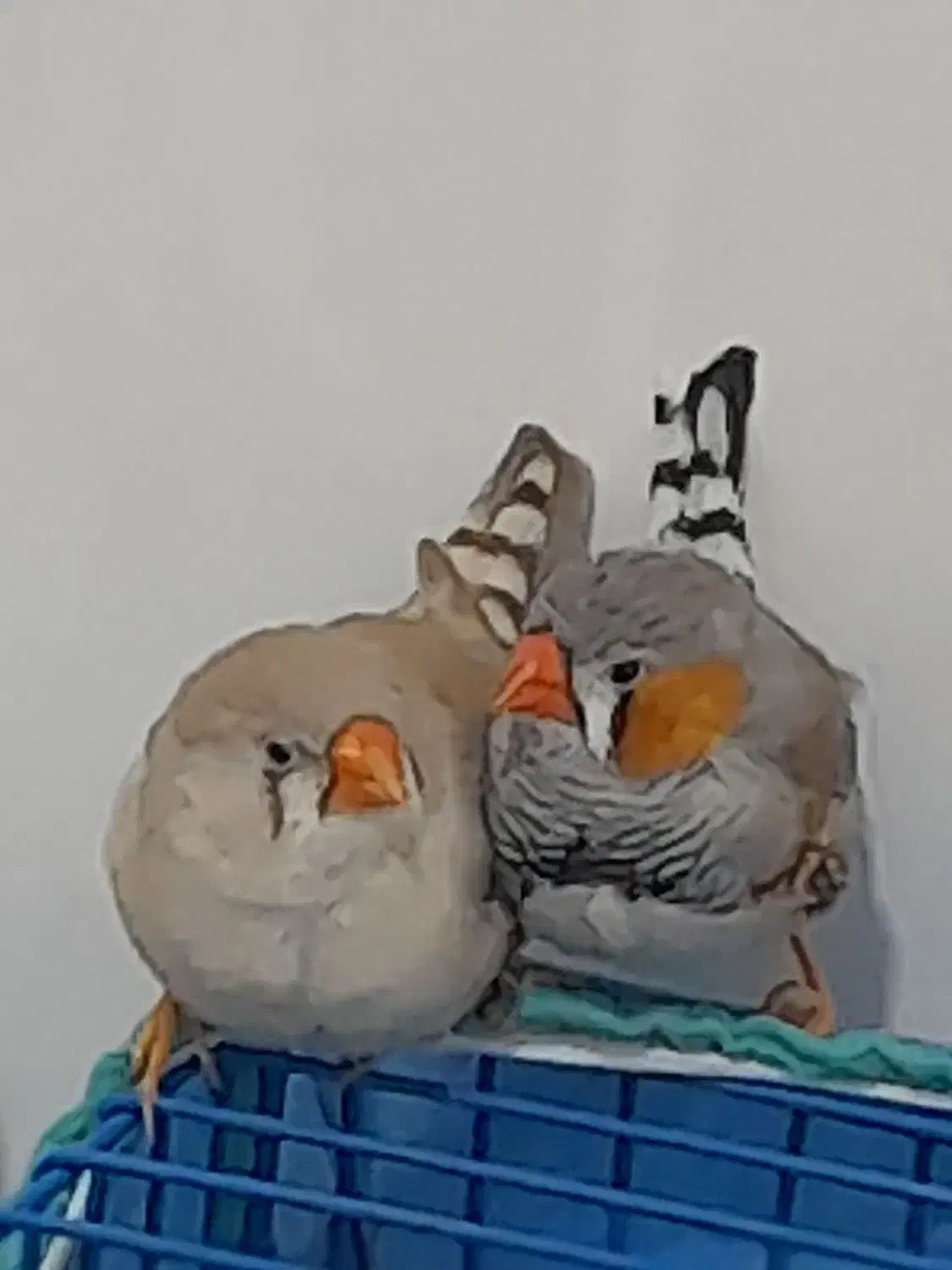 فنچ‌‌|پرنده|سنندج, |دیوار