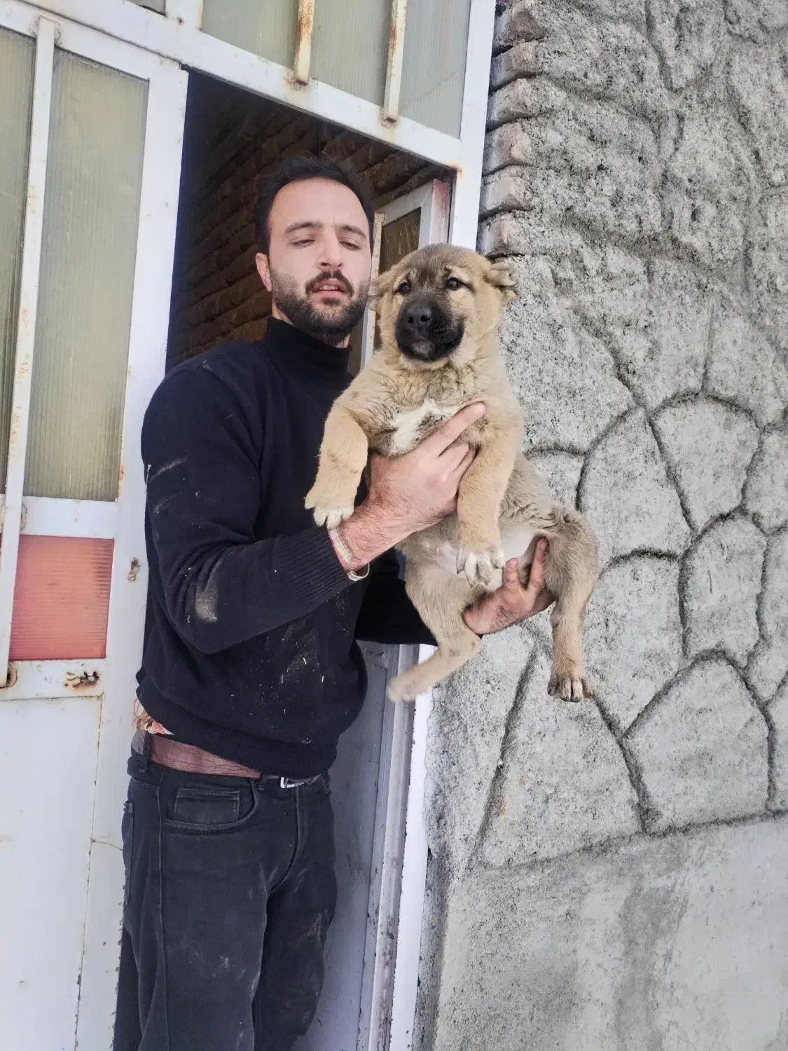 سگ سرابی اصیل|سگ|خسروشاه, |دیوار