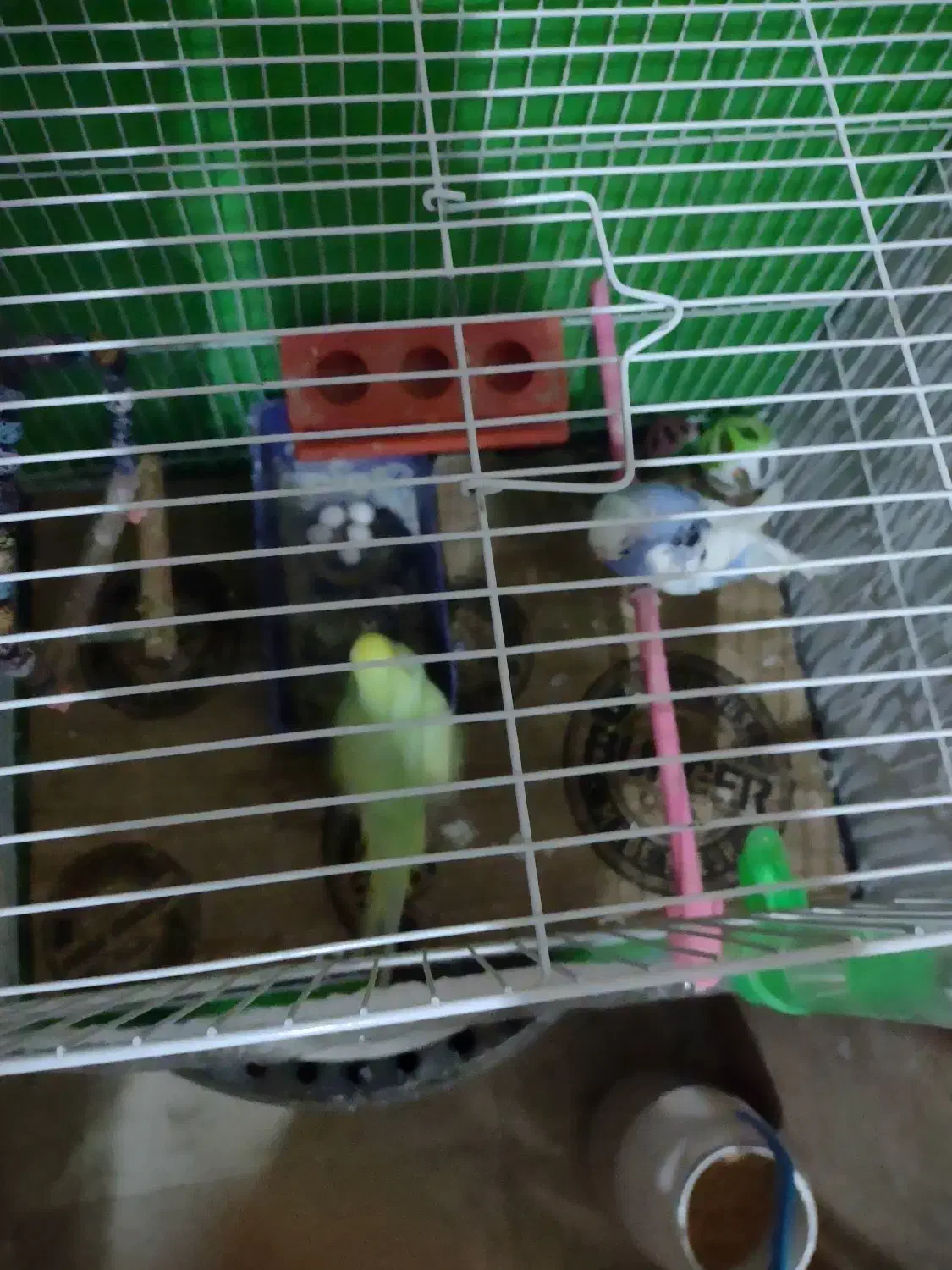 یک جفت مرغ عشق کار داده جوان روی 5تخم|پرنده|مشهد, رضاشهر|دیوار