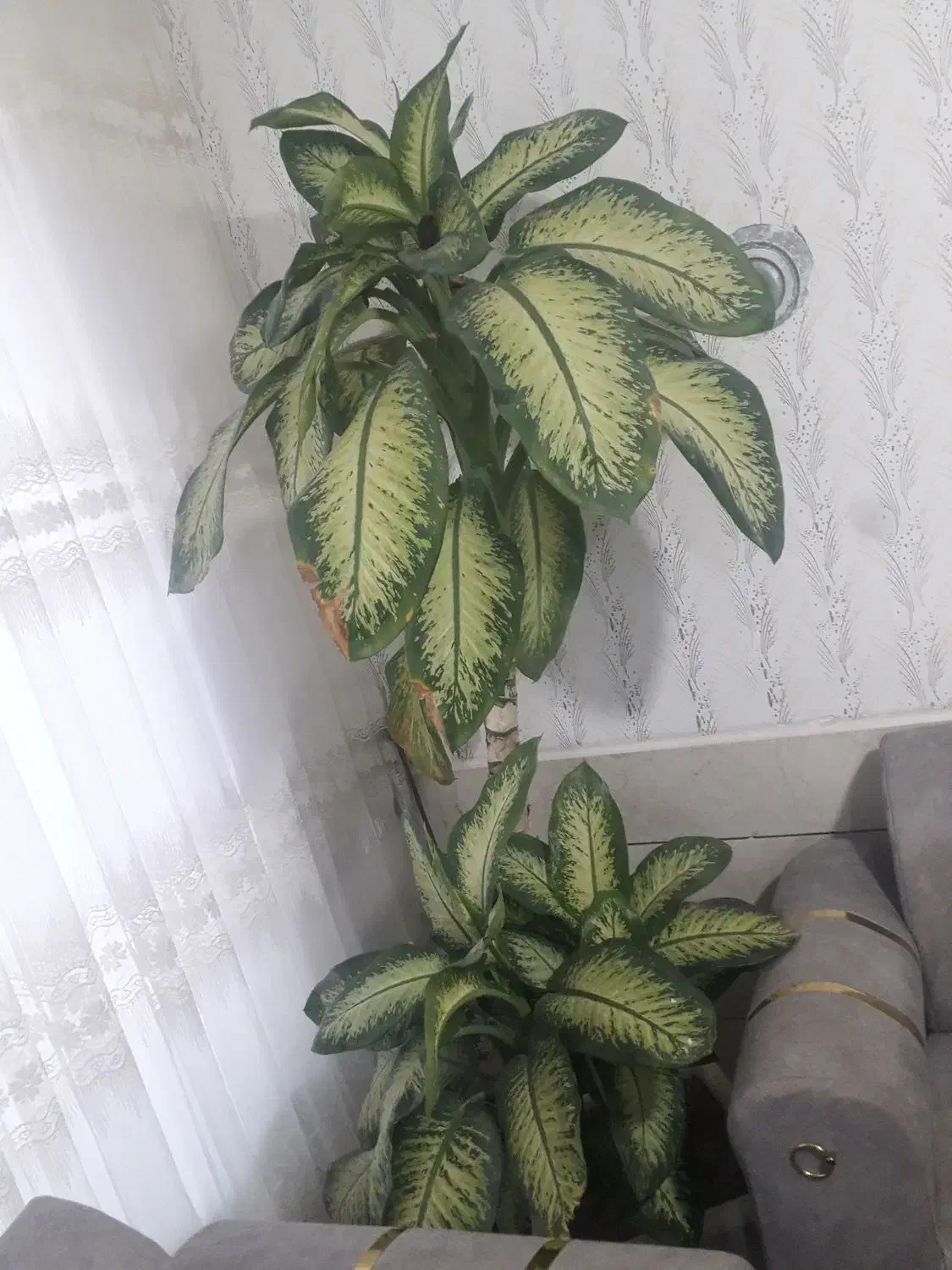 گل دیفن|گل و گیاه طبیعی|گناباد, |دیوار