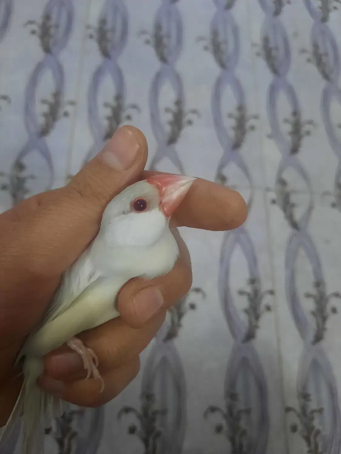 فنچ نرگسی کرم لایت|پرنده|مبارکه, |دیوار