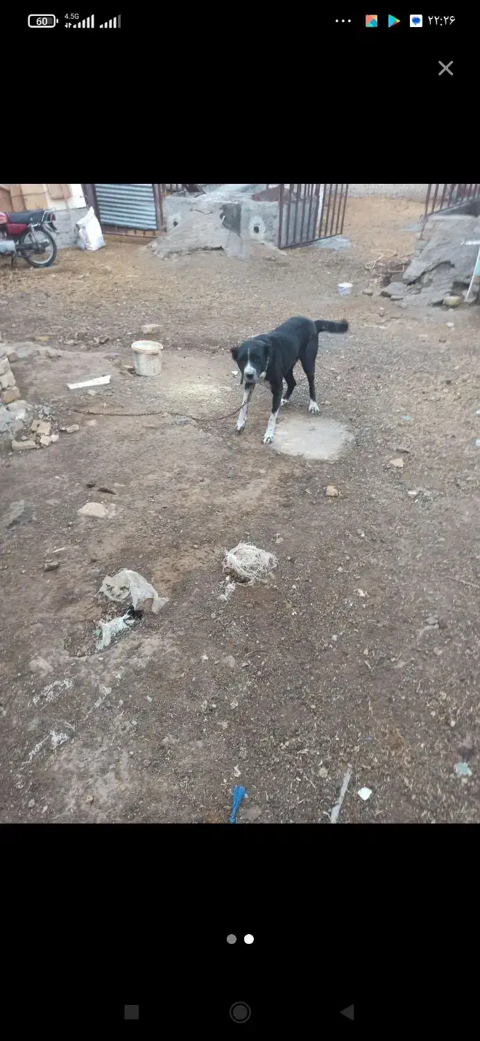 لاس گله ای به شرط|سگ|خمین, |دیوار